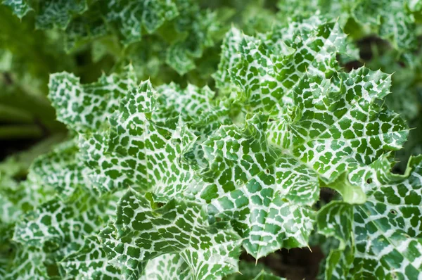 Gros plan de feuilles panachées de chardon dans un jardin — Photo