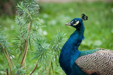 Kamu bahçesinde yürüyen tavus kuşu portresi 