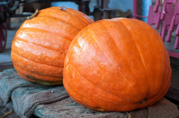 Primer plano de dos calabazas gigantes en una granja —  Fotos de Stock