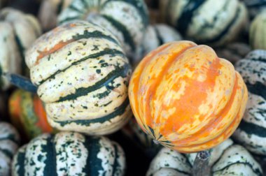 Closeup of various pumpkins in a farm