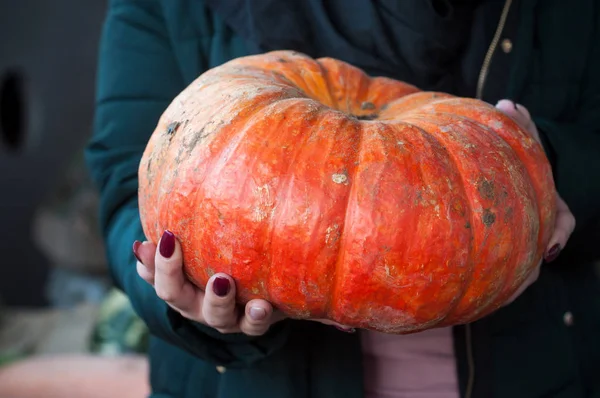 El primer plano de la calabaza anaranjada en manos de la mujer en el mercado —  Fotos de Stock