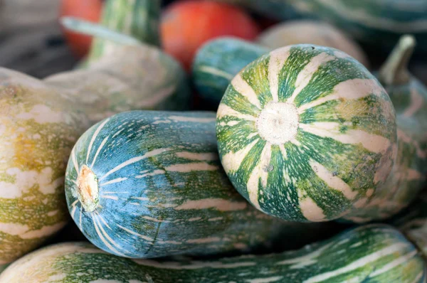 Detailní záběr různých dýní na farmě — Stock fotografie