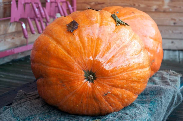 Closeup of two giant pumpkins in a farm — Stock Photo, Image
