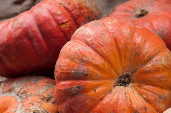 Primer plano de calabazas de color naranja en el mercado —  Fotos de Stock