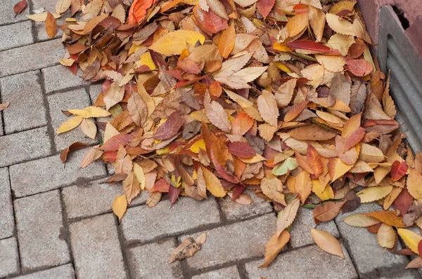 Primer plano de hojas otoñales apiladas en adoquines en la calle — Foto de Stock