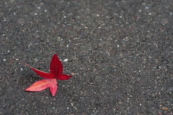 Gros plan de deux feuilles d'érable rouge tombées sur le sol — Photo