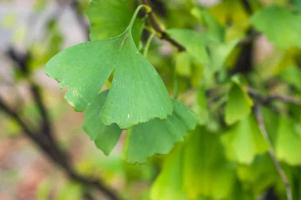 Closeup of ginkgo biloba leaves in a public garden — ストック写真