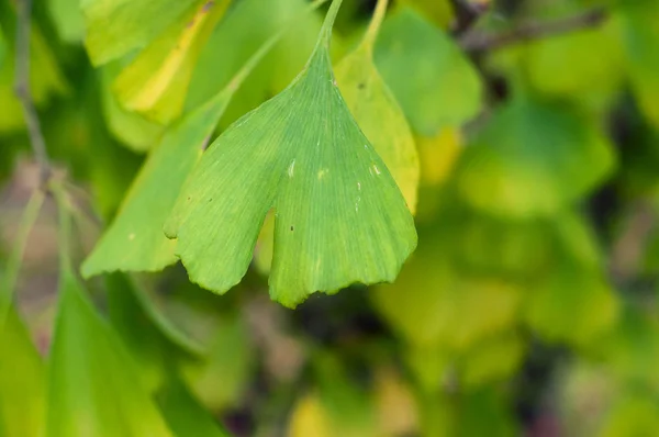 Primo piano di foglie di ginkgo biloba in un giardino pubblico — Foto Stock