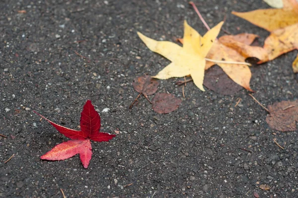 Closeup of colorful maple leaves fallen on the floor — ストック写真