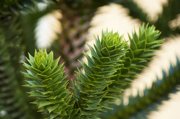 Nahaufnahme von araucaria araucana Zweigen des ornementalen Baumes — Stockfoto