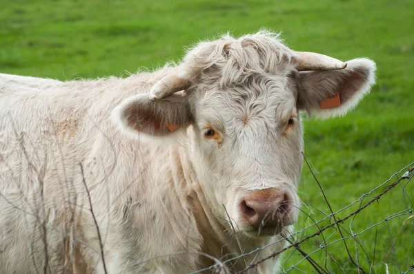 Retrato de vaca blanca de pie en un prado —  Fotos de Stock