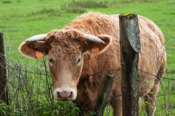 Retrato de vaca marrón mirando en un prado —  Fotos de Stock