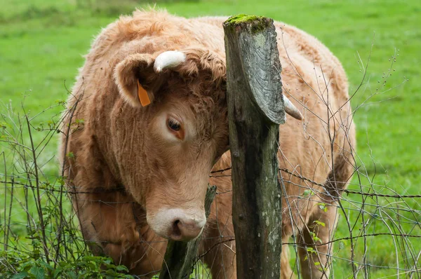 Retrato de vaca marrón arañando contra un poste en un prado —  Fotos de Stock