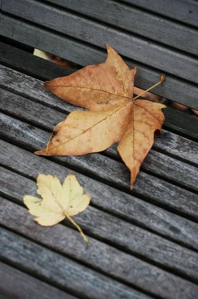 Nahaufnahme von Ahornblättern auf Holzbank im Stadtpark — Stockfoto