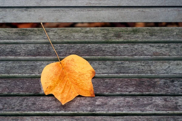 Closeup of autumnal leaf on wooden bench in urban park — Stock Photo, Image