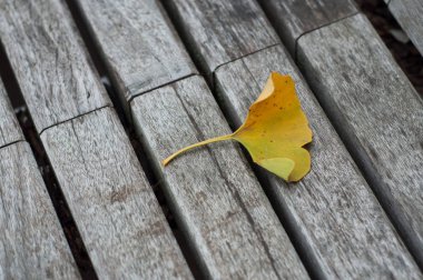 Güz Ginkgo biloba yaprağının ahşap bankta yakın çekimi