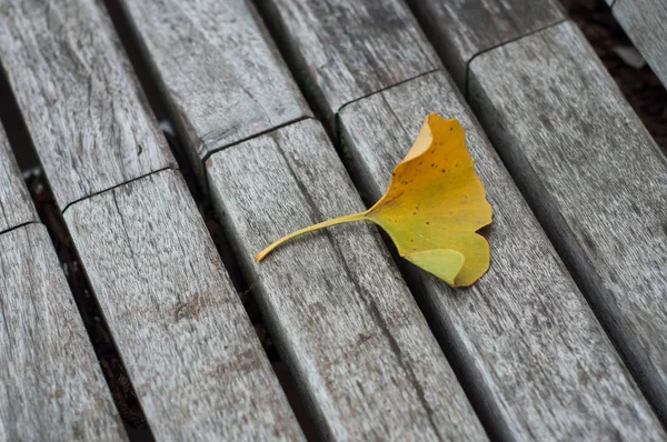 Närbild av höstens Ginkgo biloba blad på träbänk — Stockfoto