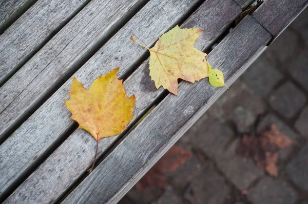 Closeup of maple leaves on wooden bench in urban park — Stock Photo, Image