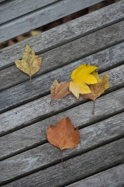 Closeup of maple leaves on wooden bench in urban park — Stock Photo, Image