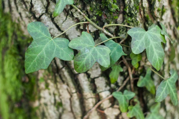 Closeup de folhas de hera no tronco da árvore na floresta — Fotografia de Stock