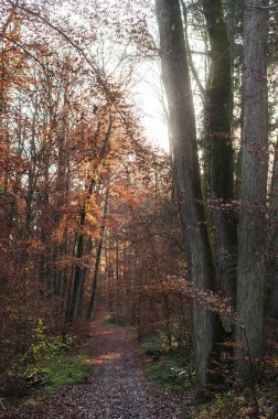 Günbatımında sonbahar ormanı manzarası