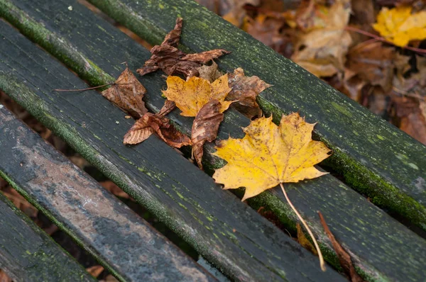Närbild av höstens lönnlöv faller på träbänk — Stockfoto