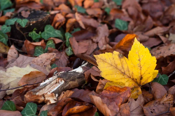 Detailní záběr na podzimní listí na podlaze v lese — Stock fotografie