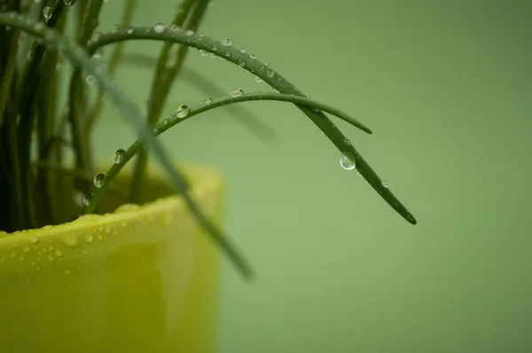 Primer plano de gotas de agua sobre hojas de cebollino sobre fondo verde — Foto de Stock