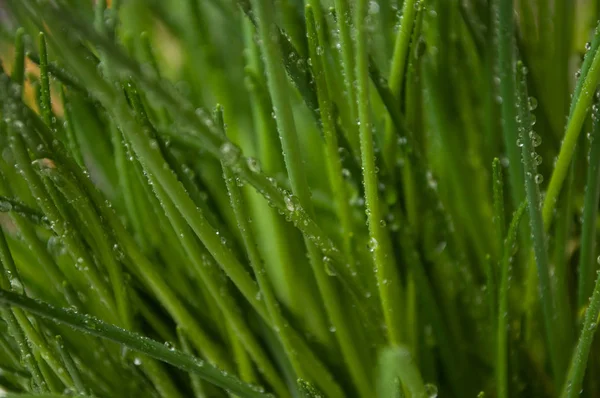 Primer plano de gotas de agua en hojas de cebollino — Foto de Stock