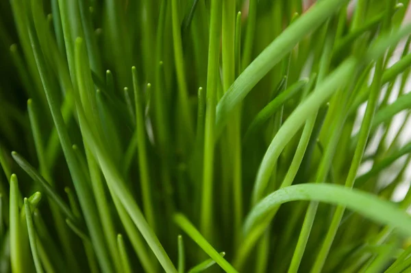 Närbild av ekologiska gräslök blad — Stockfoto
