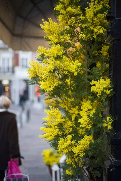Primo piano di fiori di mimosa al fioraio nella strada — Foto Stock
