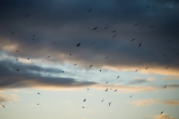 View of seagulls silhouettes on cloudy sky by sunset background — Stok fotoğraf