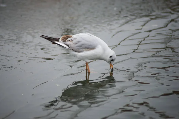 Porträtt av mås letar efter mat på den frusna floden — Stockfoto