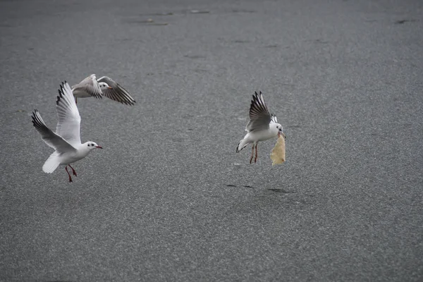 Porträtt av måsar som flyger på frusen flod med pannkaka i munnen — Stockfoto