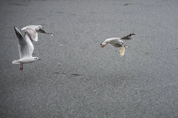 Porträtt av måsar som flyger på frusen flod med pannkaka i munnen — Stockfoto