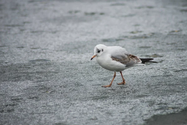 Retrato de gaviota caminando sobre un río congelado — Foto de Stock