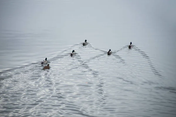 Группа уток-крякв, плавающих в реке на самом верху — стоковое фото