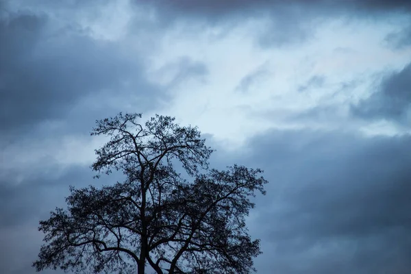 Mavi bulutlu gökyüzü arkaplanındaki ağaç siluetinin görünümü — Stok fotoğraf