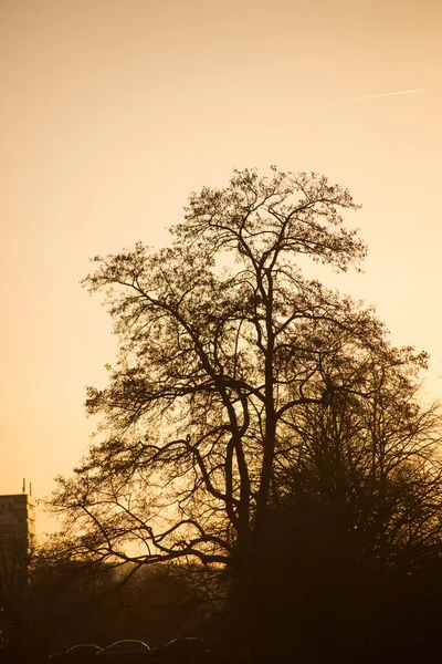 Gün batımında şehrin ağaç siluetinin manzarası — Stok fotoğraf