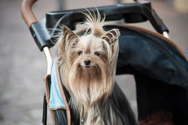 Портрет йоркширской собаки с длинными волосами, позирующей в тележке — стоковое фото