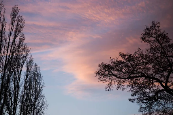 Gün Batımında Güzel Bulutlu Bir Gökyüzünde Ağaçların Siluetlerini Görmek — Stok fotoğraf