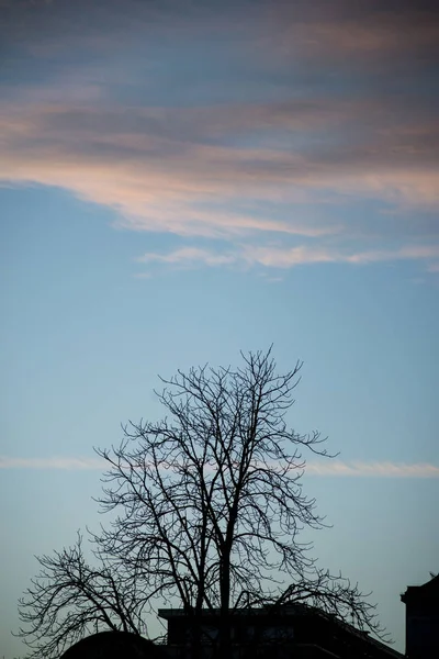 Gün Batımına Kadar Şehirdeki Ağaçların Siluetlerin Çatıların Manzarası — Stok fotoğraf