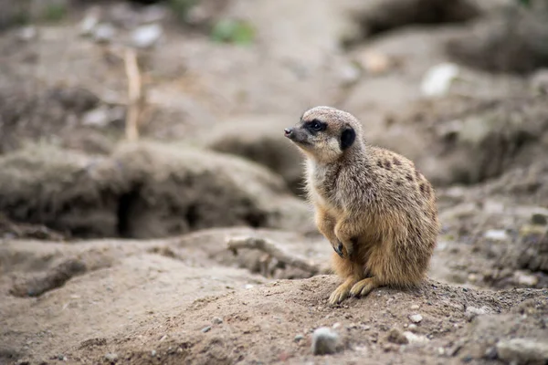 Portrait Suricate Assis Sur Terre — Photo