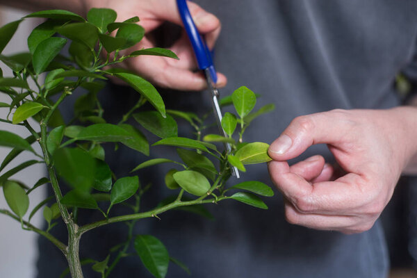 Closeup of hands of man cutting a leaf of citrus bonsai at home