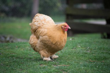 Geleneksel bir tavuk çiftliğinde kahverengi tavuk portresi