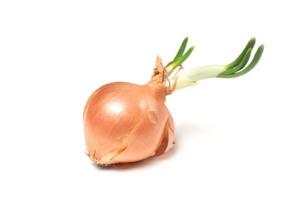 Closeup Onion Leaves White Background — Stock Photo, Image