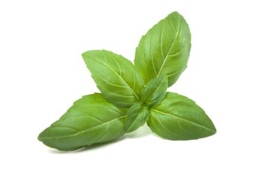 Beyaz arkaplanda fesleğen yapraklarının kapatılması