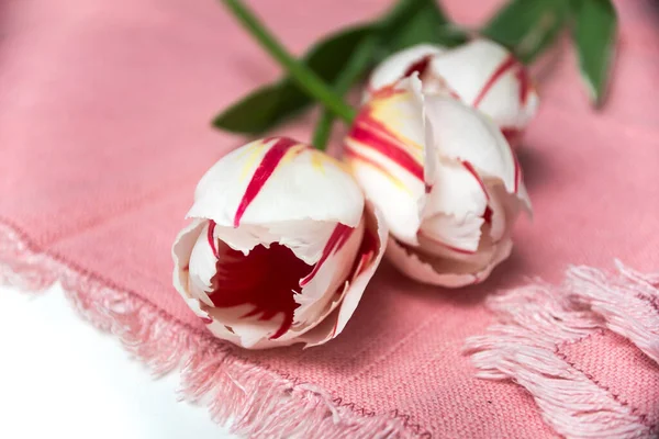 Closeup of red and white tulips bouquet on pink napkin background