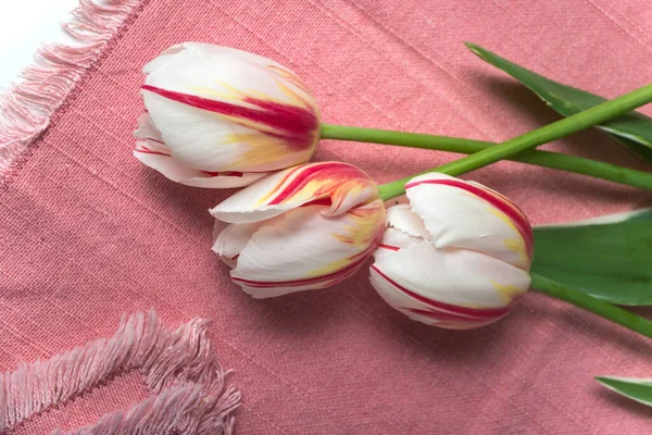 Closeup of red and white tulips bouquet on pink napkin background