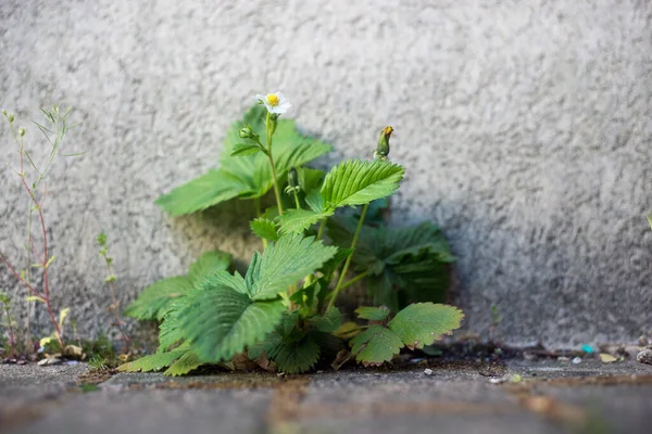 Detailní Záběr Jahody Rostoucí Zdi Ulici — Stock fotografie